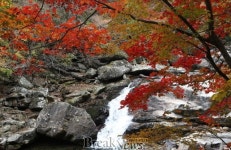 구례군, 가을 지리산의 백미, 피아골 단풍을 만나다.