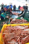 전국 최대 대게산지 포항 ‘구룡포 대게’ 첫 위판!