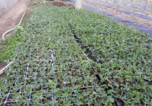 2천평 농사지어 농산물 나눠주는 기부천사