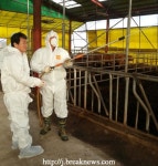 김제시, 구제역 · AI 차단 총력