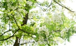 떠나자 - 축제 天地 경북으로!