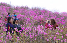 산이 통째로 연분홍빛···여수 영취산 진달래 축제 상춘객 8만 5천여명 발길
