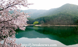 화사한 벚꽃 길… 연인 · 가족과 함께 걸어요~