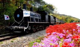 곡성 섬진강변 철쭉 길에 흠뻑 빠져