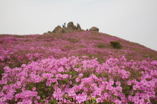 보성군, 일림산‧초암산‧계당산 5,2~3일 철쭉문화행사 개최