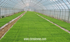 단양군농업기술센터, 못자리 실패농가에 예비 상자모 지원