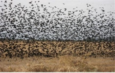 아르헨티나 쌀농사 부자 동포 이창호씨