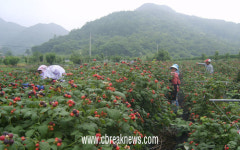 충주지역 최초 무농약 복분자 수확앞둔 이재훈ㆍ정미란 씨 부부