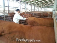 경주시, 구제역 일제 예방접종 실시