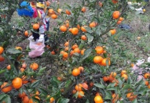 올 겨울은 제주 유수암 농촌체험휴양마을로 오세요