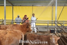 사단법인 축산기업중앙회 포항시지부 | 포항시, 선제적 대응으로 구제역 원천 차단