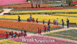 포항 뱃머리마을 튤립 꽃잔치 구경오세요