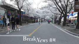 제천시, 청풍호반 벚꽃으로 물들여