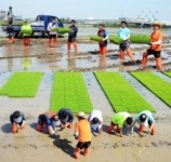 부평구의회, “풍년 기원”모내기 봉사활동 전개