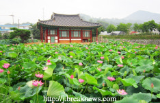 【포토】정읍 고부 군자정 연꽃 만발