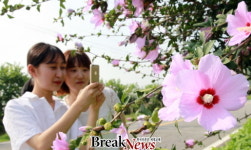 함평군 군도 1호선 도로변 광복절 앞둔 무궁화 ‘활짝’