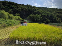 성주군,본격적인 벼 수확에 들어가