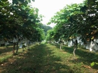 부천시, 도심에서 포도 수확을 체험하세요.