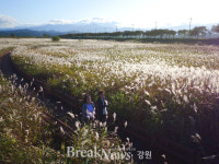 [포토] 양양남대천의 가을, 억새