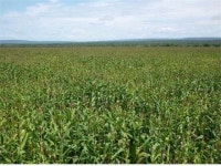 성공한 한국인 해외영농…수천만평 옥수수 농장을 가다!