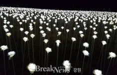  평창 알펜시아, 화이트 로즈가든 조성