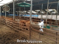 영덕군, 구제역 사전예방에 총력 