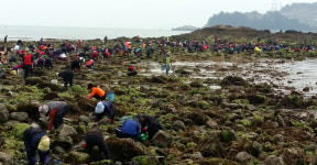 [포토] 여수 돌산읍 작금 앞바다에 개조개 풍년