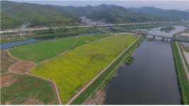 대구시, 금호강 하중도 봄꽃단지 시민개방