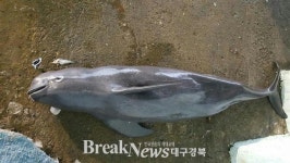 국제적 멸종 위기종 상괭이 혼획