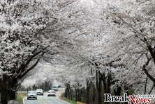 국내 최장 벚꽃길 대전동구 회인선, 벚꽃 ‘만개’