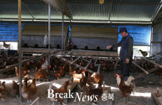 단양군, 산란계농장 동물복지 인증률 전국 최고