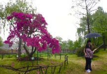 (포토) 순천만국가정원 150살 넘은 철쭉 인기