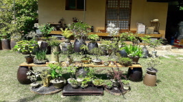 경주시 다봉마을, 야생화 전시회 열려