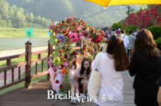 단양군, 남한강변은 장미의 향연 