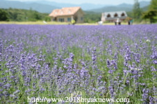 고성군, 하늬팜 라벤더 축제로의 초대