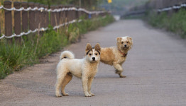 유기견, 하루 평균 174마리 발생..안락사 매년 증가