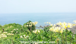 부안 마실길 2코스에 활짝 핀 ‘붉노랑 상사화’