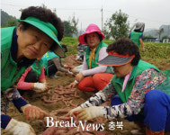 옥천군 군북면 새마을회, ‘사랑의 고구마’ 수확