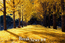 괴산 문광면 양곡1리, 제4회 은행나무마을축제 14일 개최