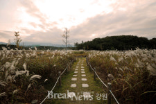 속초 영랑호 습지생태공원, “물억새 가을로의 초대”