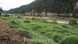 원주시, 섬강 생태계 교란식물 대규모 군락지 제거 시범사업 완료