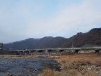 가평 조종천에서 월동하려 시베리아에서 날아온 두루미와 철새