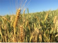 돌나라 브라질 해외농업 밀밭과 먹으면 약이 되는 밀빵