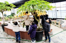  안동시농업기술센터 식물원에 봄 향기 물씬