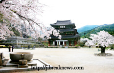 천년고찰 금산사… 벚꽃여행의 정수!