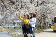 충북 영동천변 화사한 벚꽃 만개..낭만과 싱그러움 가득