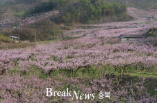 음성 감곡농협, ‘햇사레 감곡복숭아꽃 축제’ 21일 개최