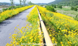 순창군 적성면 금계국 활짝