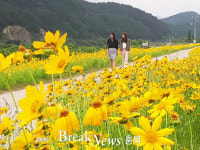 영동군 양산면 자라벌, 금계국으로 노란 물결 ‘장관’