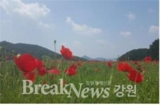 원주시, 제11회 용수골 꽃양귀비축제